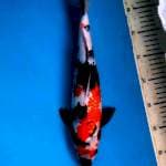 Showa 37cm jantan