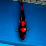 Showa 37cm betina