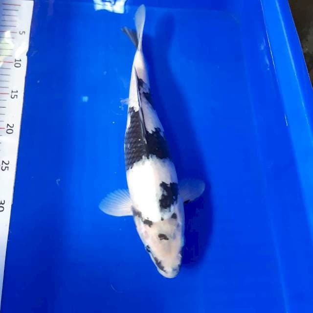 Shiro 35cm