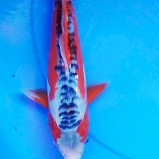 Hanshuu 27cm