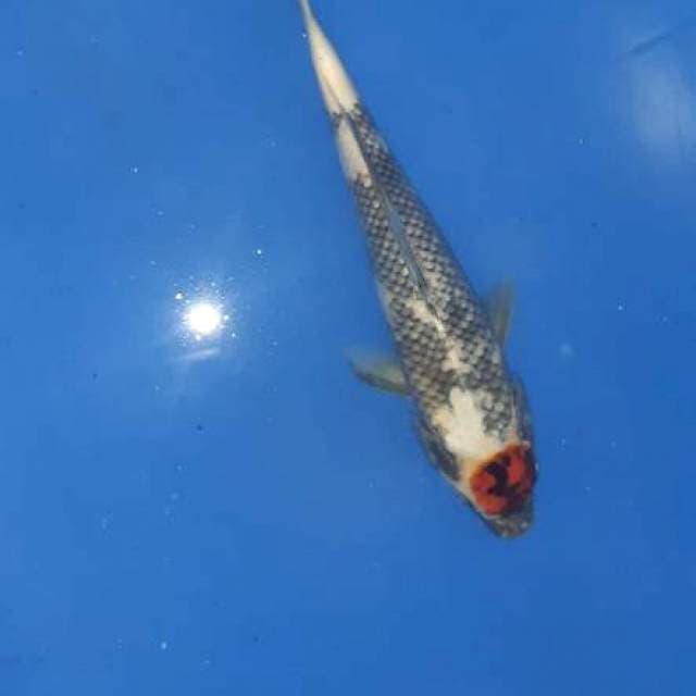 Mitsubakawabake ..31cm