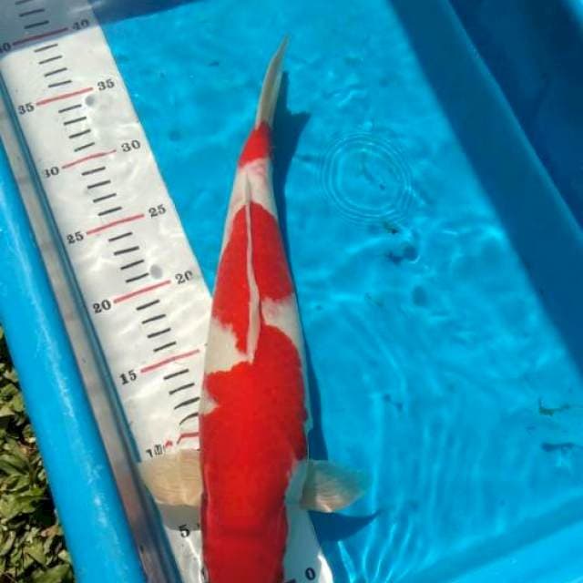 Kohaku punuk calon jumbo 
