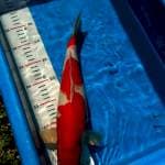 Kohaku punuk calon jumbo 
