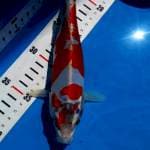 Kujaku doitsu 23cm