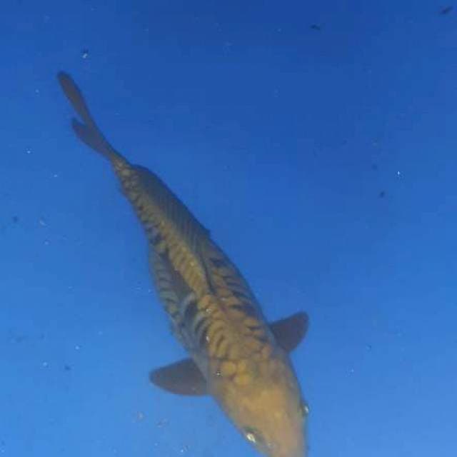 Caghoi sisik naga..32m
