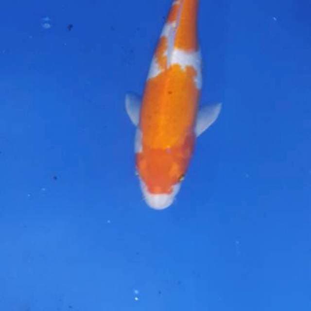 Kohaku body jumbo