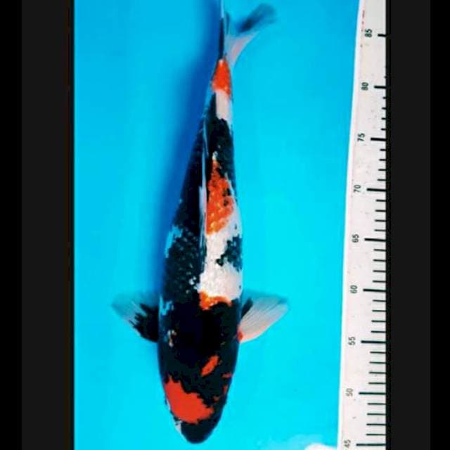 Showa ginrin jantan 42cm