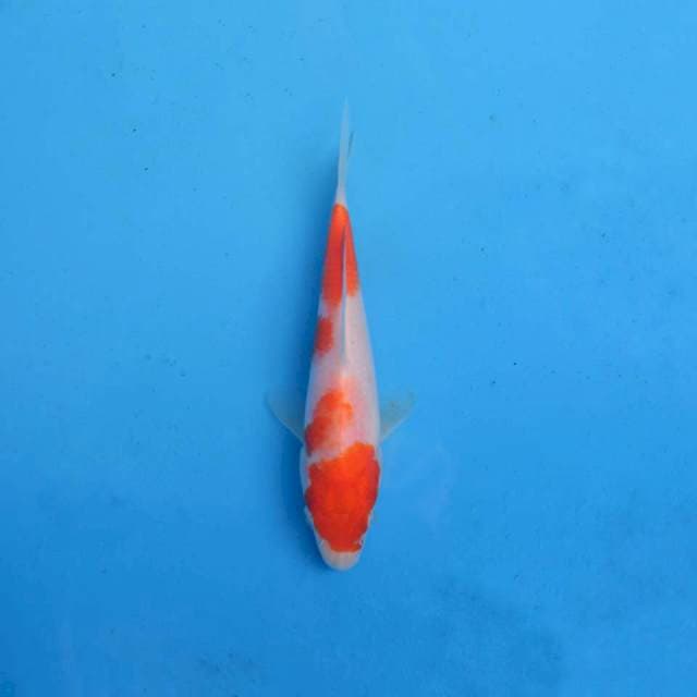 Kohaku F1