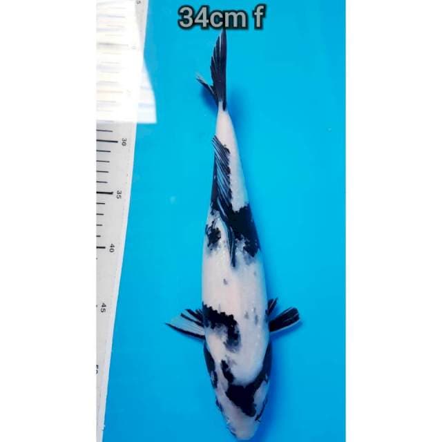 Shiro 34cm female