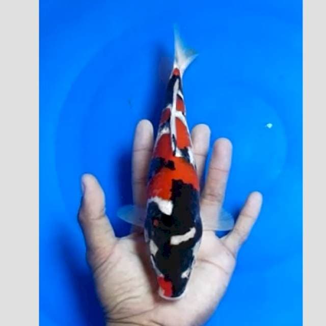 showa super (original,bulky,merah darah)