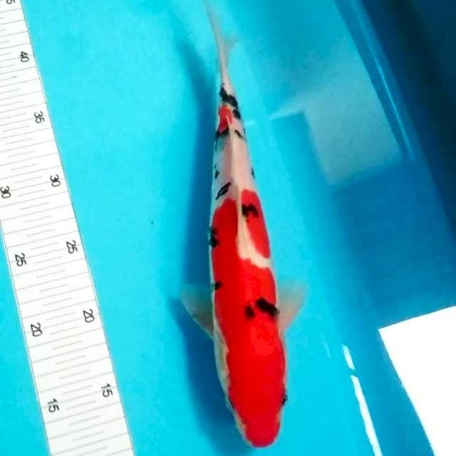 Sanke doitsu 30cm