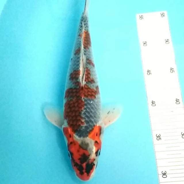 Goshiki 30cm