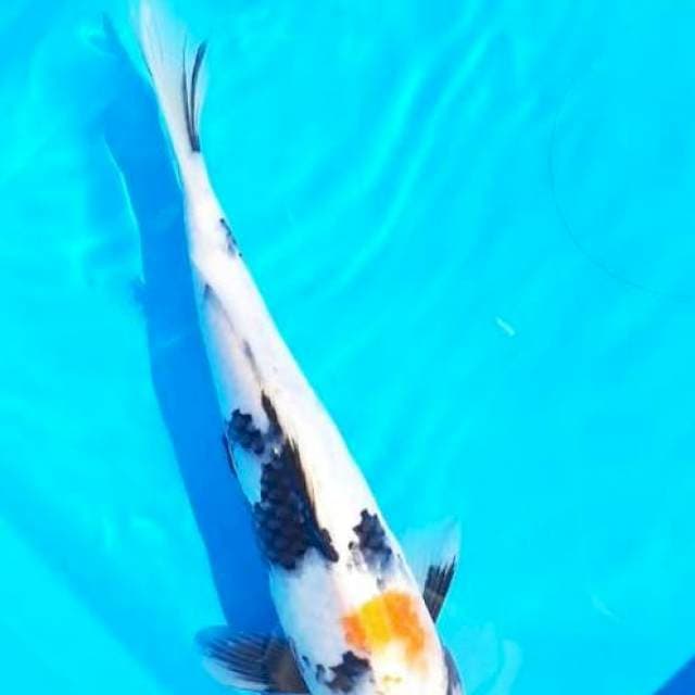 Maruten showa motogoro 20cm