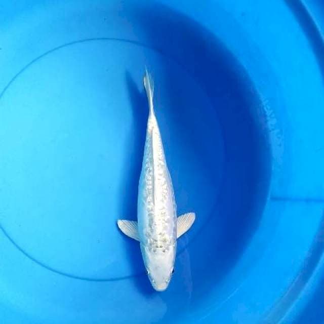 Platinum doitshu semox 31cm