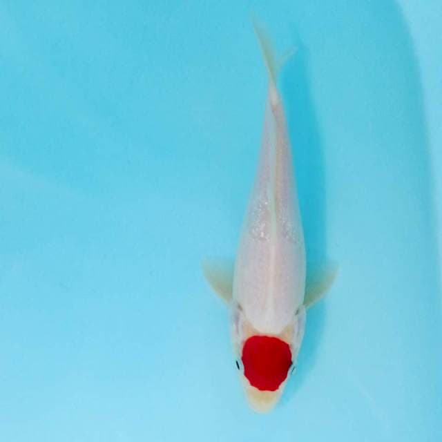 Tancho kohaku korban php