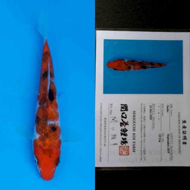 Sekiguchi sanke 15cm sertifikat