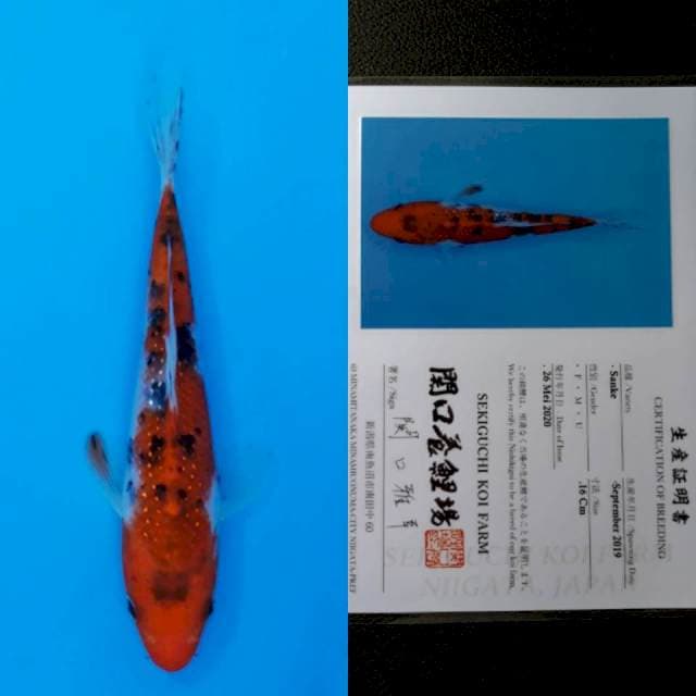Sekiguchi sanke 15cm sertifikat