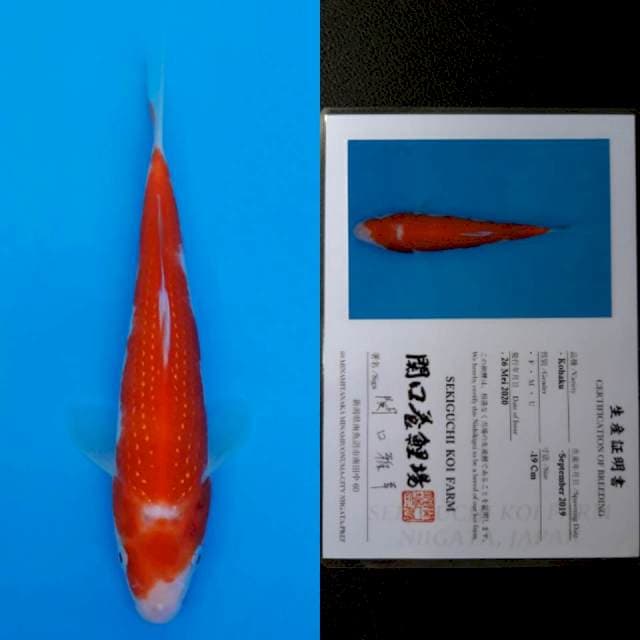 Sekiguchi kohaku 19cm sertifikat