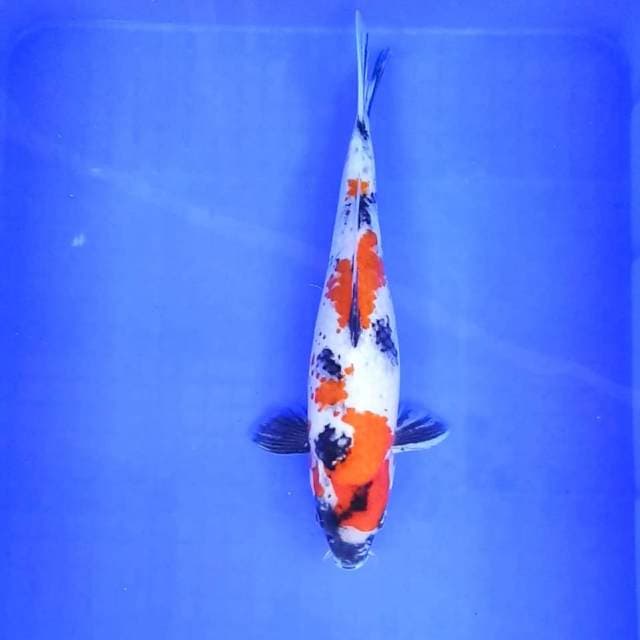 1. Showa || 33 cm
