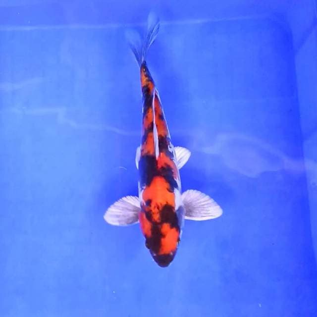 3. Kin Hi Showa Doitsu || 26 cm