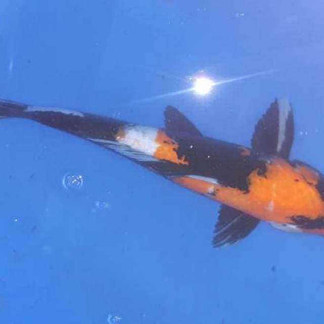 Showa 36cm jantan