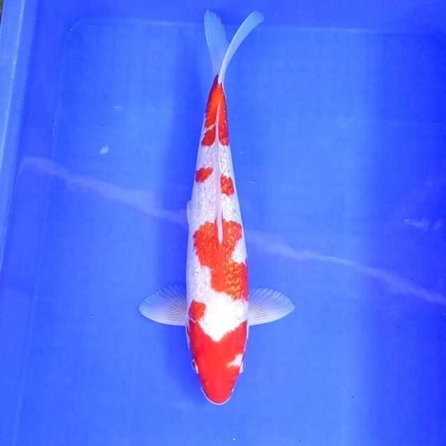 8. Kohaku Ginrin || 36 cm || Jantan