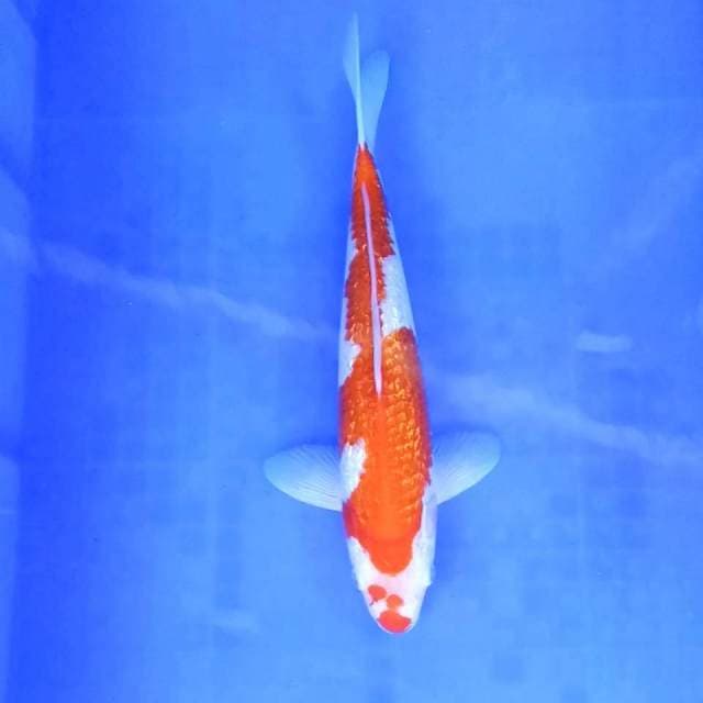9. Kohaku Ginrin || 31 cm || Jantan