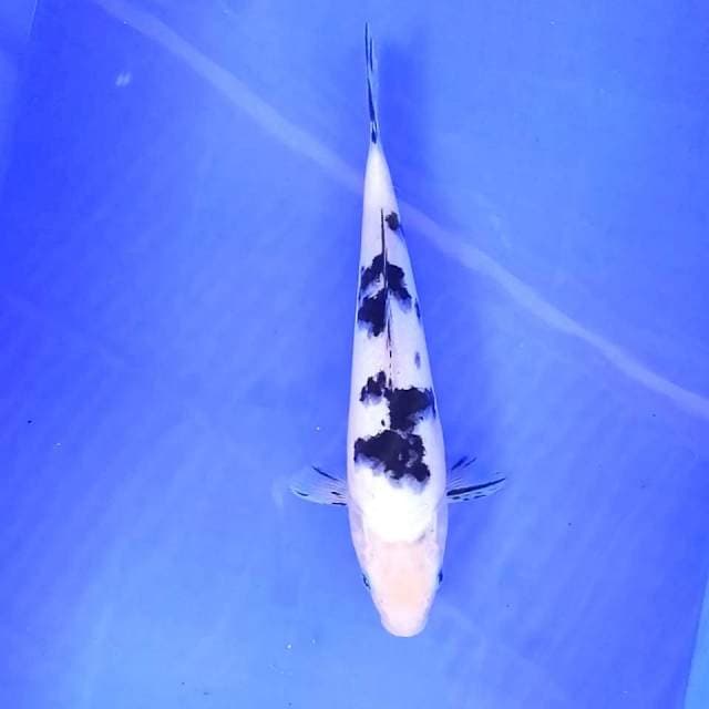 10. Bekko || 29 cm