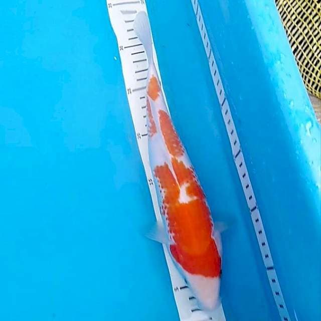 Kanoko kohaku