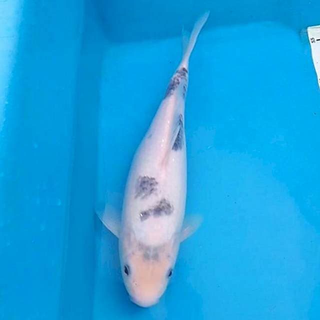 Bekko 28cm