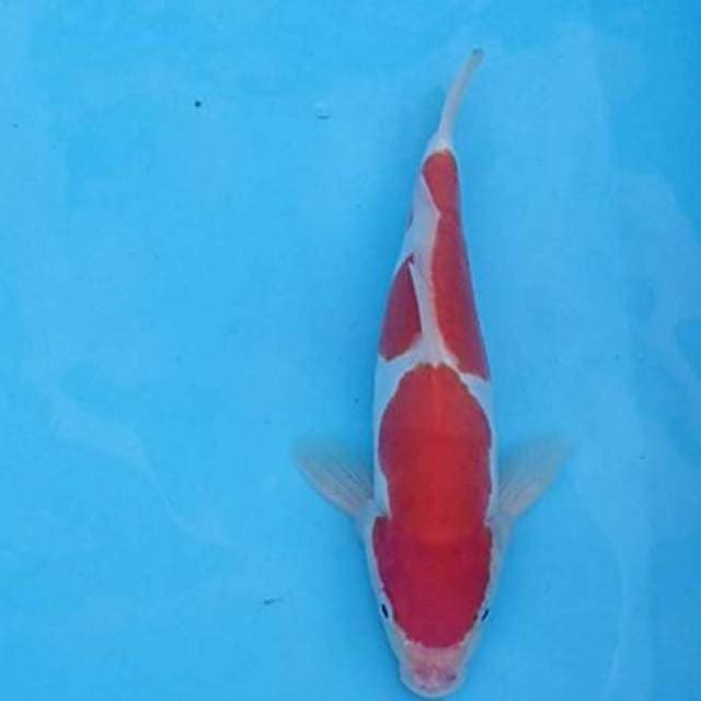Nidan kohaku doit 29cm