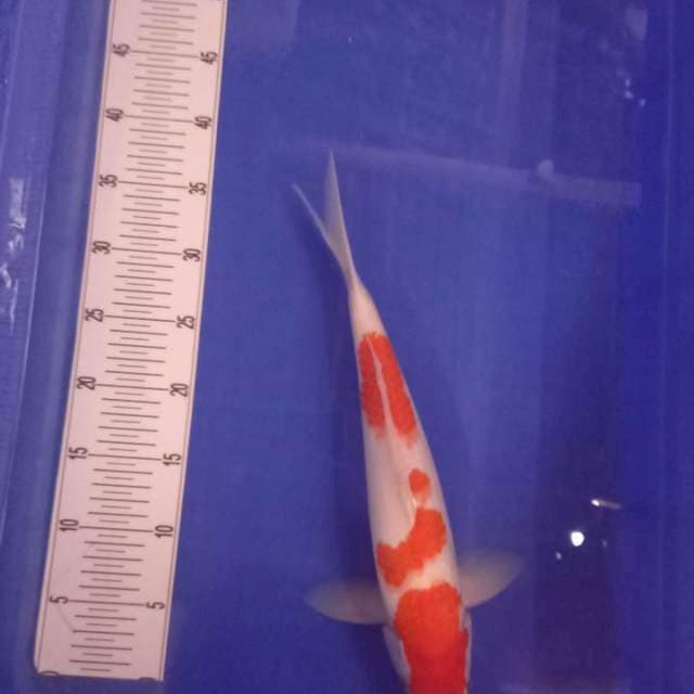 Kohaku jozzz