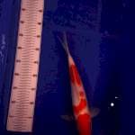 Kohaku jozzz