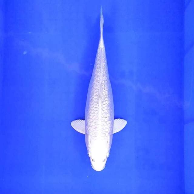 Platinum gindrin // 33cm