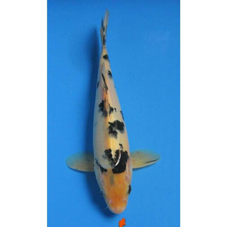 BEKKO MALE