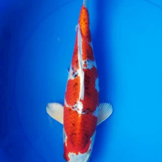 RED KUJAKU 