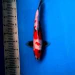 Maruten Showa 36 cm