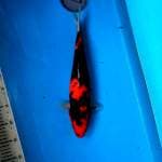 Hi showa 36cm female