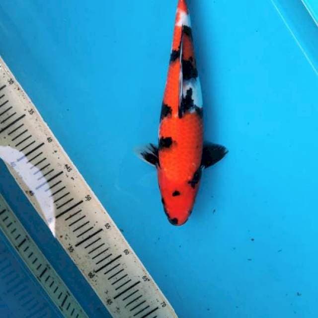 Showa 35cm Male