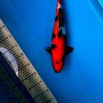 Showa 35cm Male