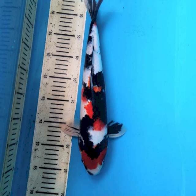 Maruten Showa 39 cm female