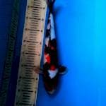 Maruten Showa 39 cm female