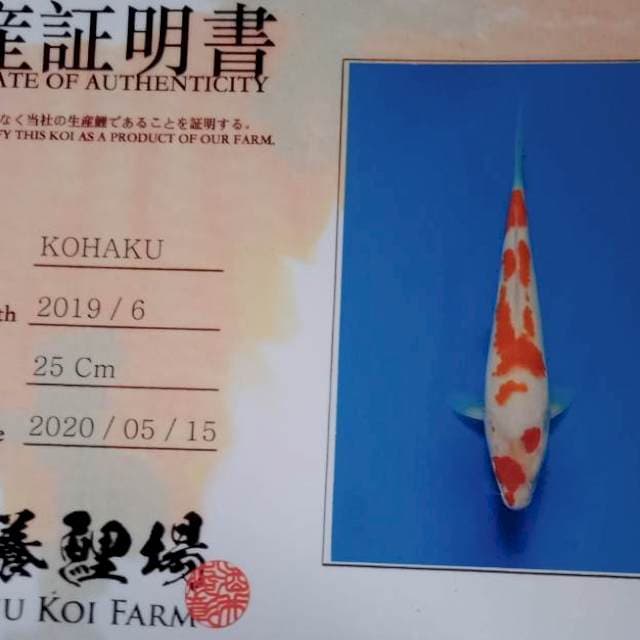 Kohaku yamamatsu farm