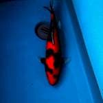 Hi showa 37cm Male