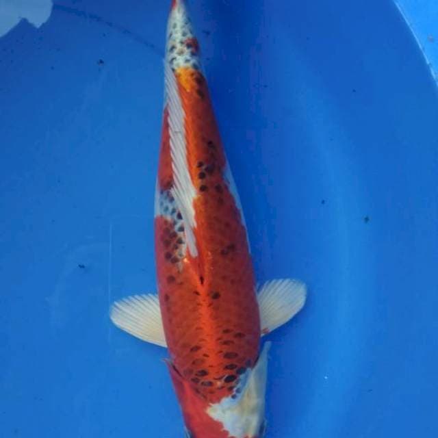 RED KUJAKU