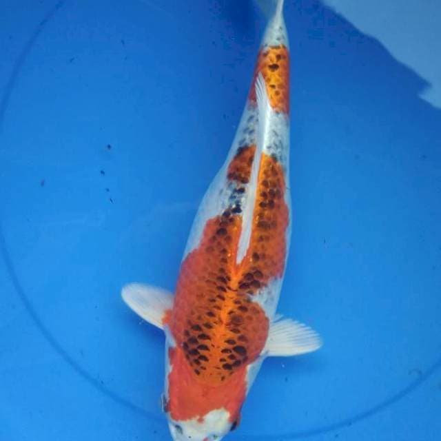 RED KUJAKU