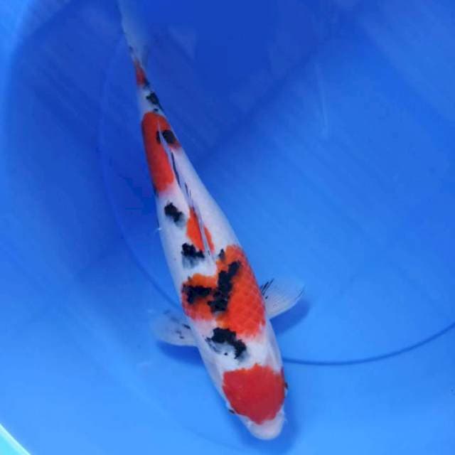 sanke 34cm