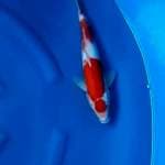 Kohaku siiippp jozzz