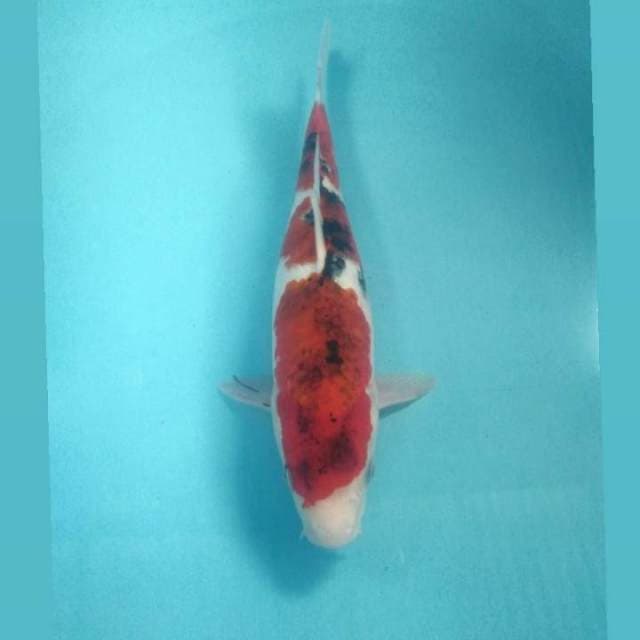Koromo Sanke, 33 cm