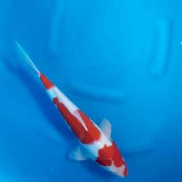 Kohaku jantan pedas